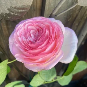 pink rose called Eden that has many petals