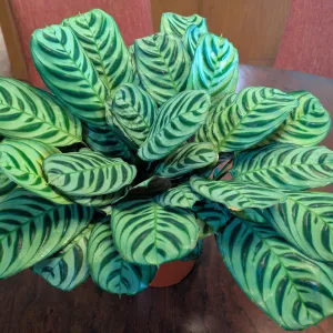 prayer plant with light and dark green stripes