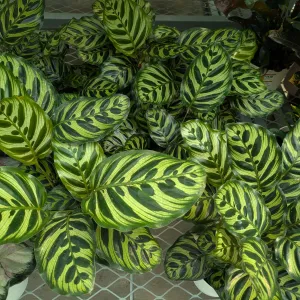 leaves that look like they are painted with dark green splotches with a background of lighter green. Look very striped