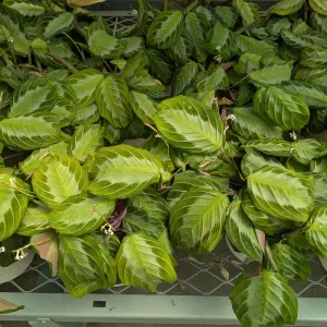 true prayer plant with light green splotches and darker greened veined leaves
