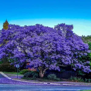 the purple-blue flowers on a Jacaranda tree