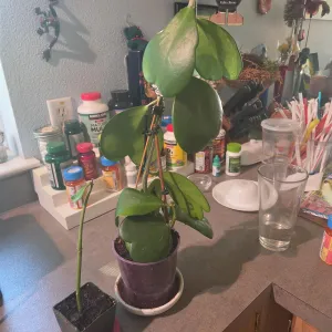 one hoya cutting in a small pot and another larger hoya in a larger pot