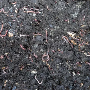 red wiggler worms stand out against a background of worm castings