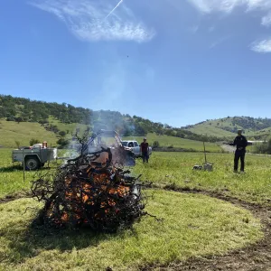 A 4 ft by 4ft residential burn pile burning in the middle of a green field of grass. There is a containment line dug around the pile and a person with a hand tool standing close by watching the fire.