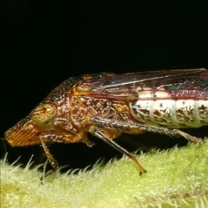 Glassy Winged Sharpshooter Adult