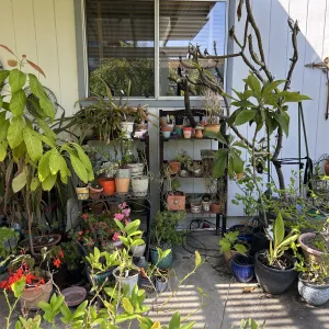 a multitude of potted plants on a porch