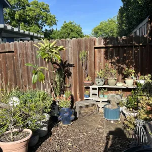 potted plants in the sun
