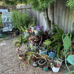 potted plants in the shade