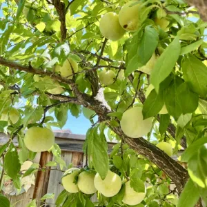 greenish plums all within the canopy of a tree