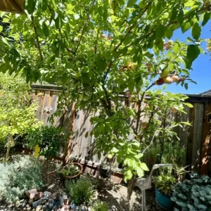 one branch of pluot is more vigorous than the branch on the right