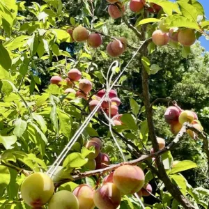 orangey colored plums on a tree