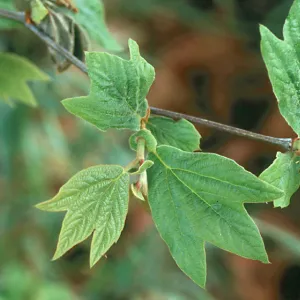 green Western Sycamore leaves growing on twigs