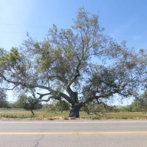 Western sycamore tree spreading its branches wide