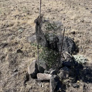 an oak seedling ensconsed within a wire cage covered with shade cloth