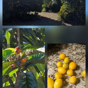 a mosaic of pictures with loquat trees, leaves and fruit