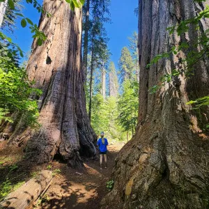 a blonde woman standing between two giant redwoods with a background of blue sky