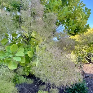 Smoke tree blooms