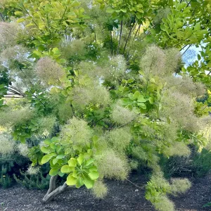 Smoke tree showing off its puffy cream colored blooms