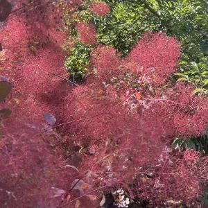 closeup view of burgundy smoke tree flowers