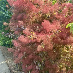 burgundy colored smoke tree