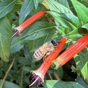 honey bee "robbing" nectar from the hypanthium of a cuphea flower