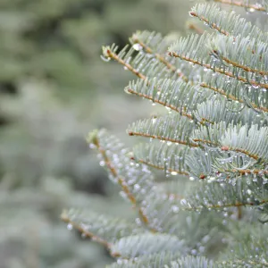 Dew on tree needles