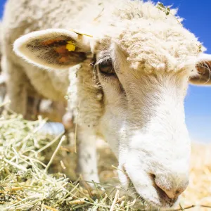 Grazing sheep