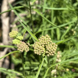 Flower buds of narrowleaf milkweed