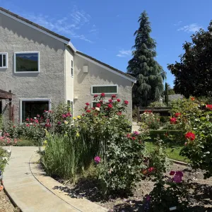 A rose garden surrounds a home.