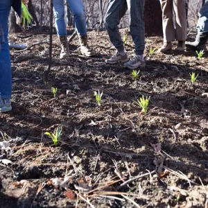 Seedlings planted in wildfire-burned area.