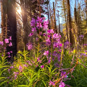 Fireweed (Chamaenerion angustifolium) growing in the understory of a recently burned forest.