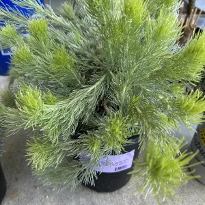 a green, leathery leaved plant in a black pot