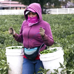 A female farmworker wearing a pink hoodie and a pink bandana over her mouth carries two buckets full of jalapeños while walking through a field of peppers. 