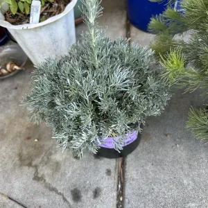 a silvery-green leaved plant called artemisia