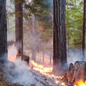 A redwood stand that is being treated with a prescribed burn.