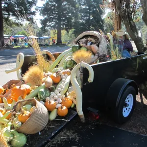 Old Truck as a Cornucopia