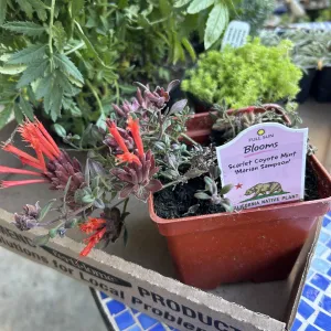 A coyote mint in a pot with red tubular flowers