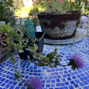 a mint plant with lavender flowers on a blue mosaiced tiled table
