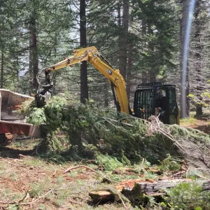 Smaller trees removed from a thinning operation are being fed into a wood chipper.
