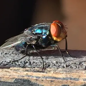 sideview of new world screwworm fly