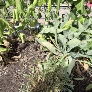Wilting vegetables in a garden bed.