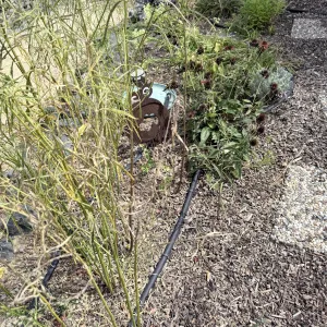 A garden bed where the plants have gone dry and it's looking ungainly.