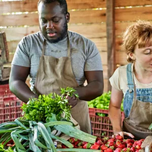 Two farmers wearing aprons pack boxes of fresh fruits and vegetables.