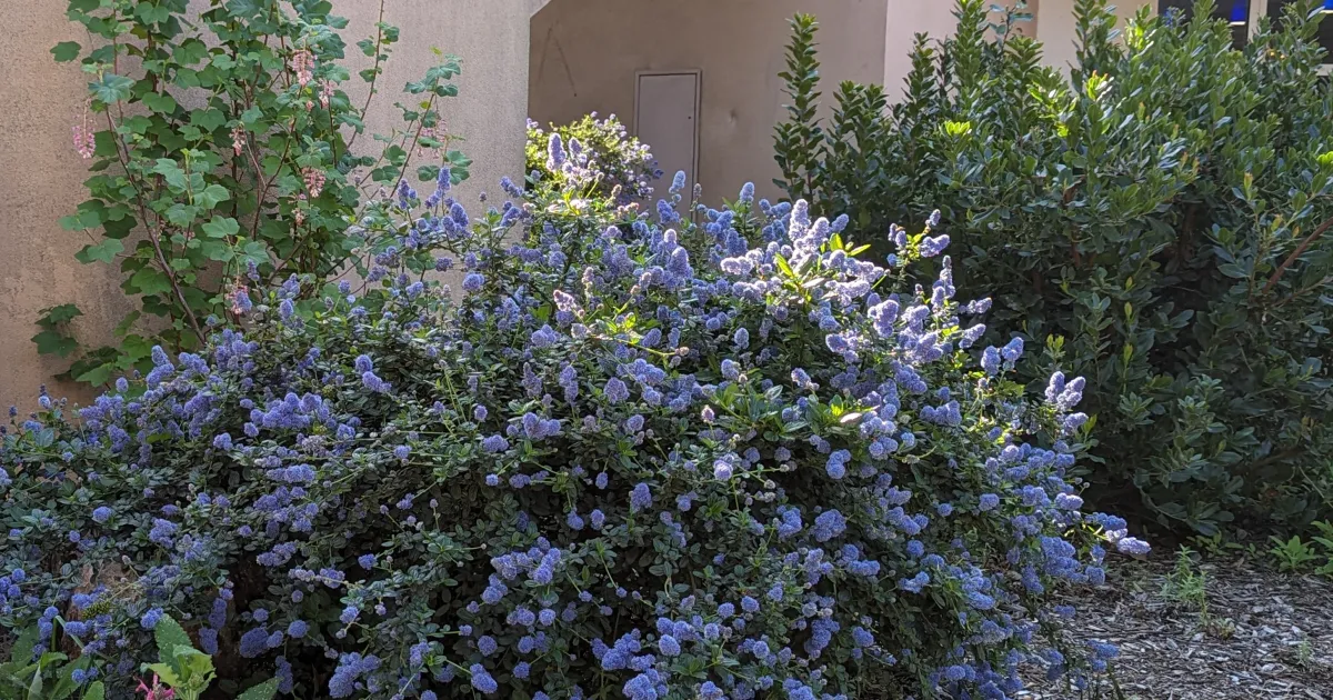 Now is a Great Time to Prune Ceanothus (California Lilac) | UC Master  Gardeners of San Mateo & San Francisco Counties