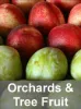 Orchard Resources
