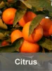 Citrus