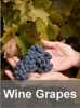 Wine Grapes