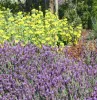 PHLOMIS LAVENDER CROPPED