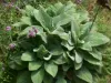 Lamb's Ear