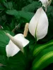 Peace Lily